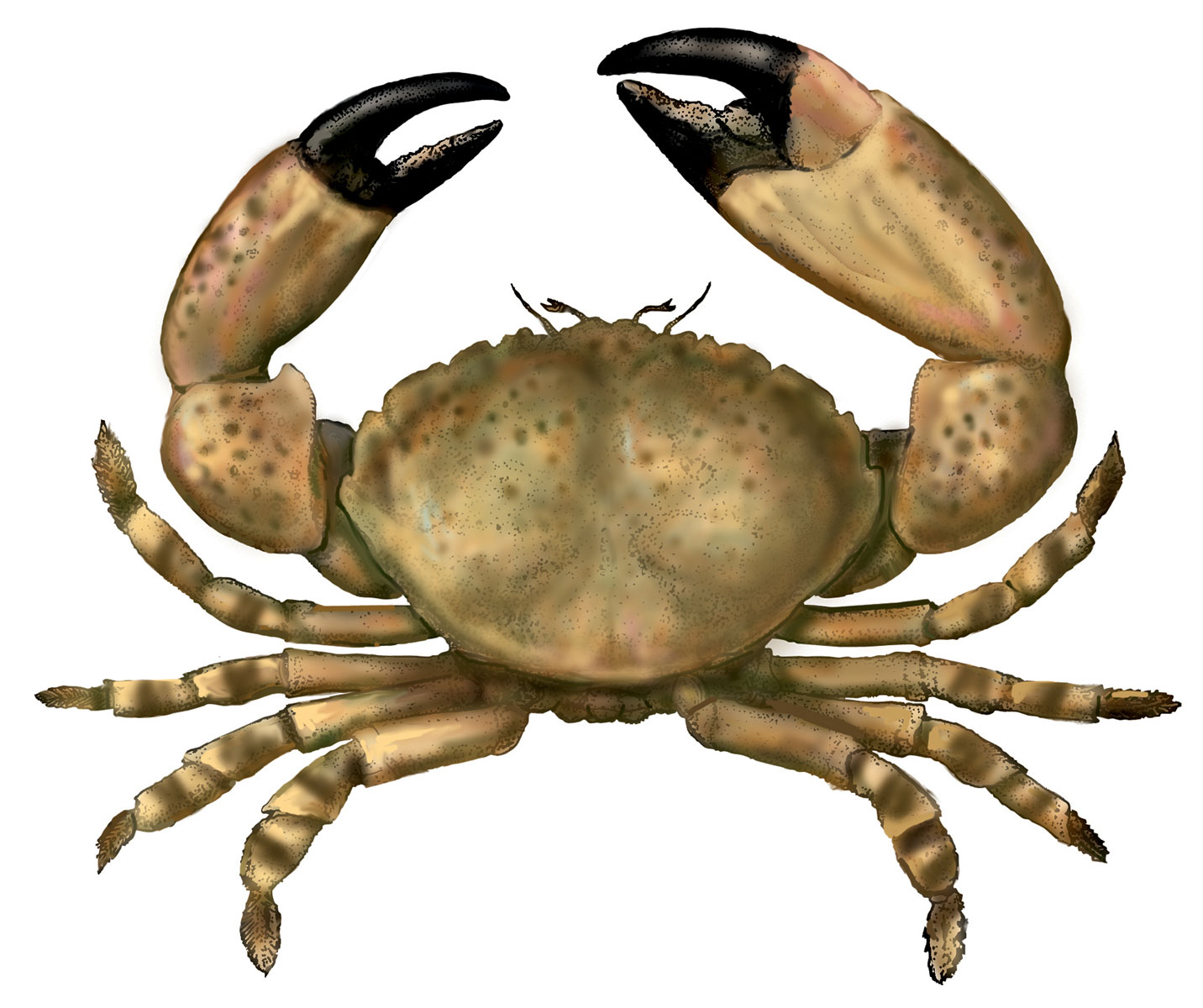 Stone Crab | Edible South Florida