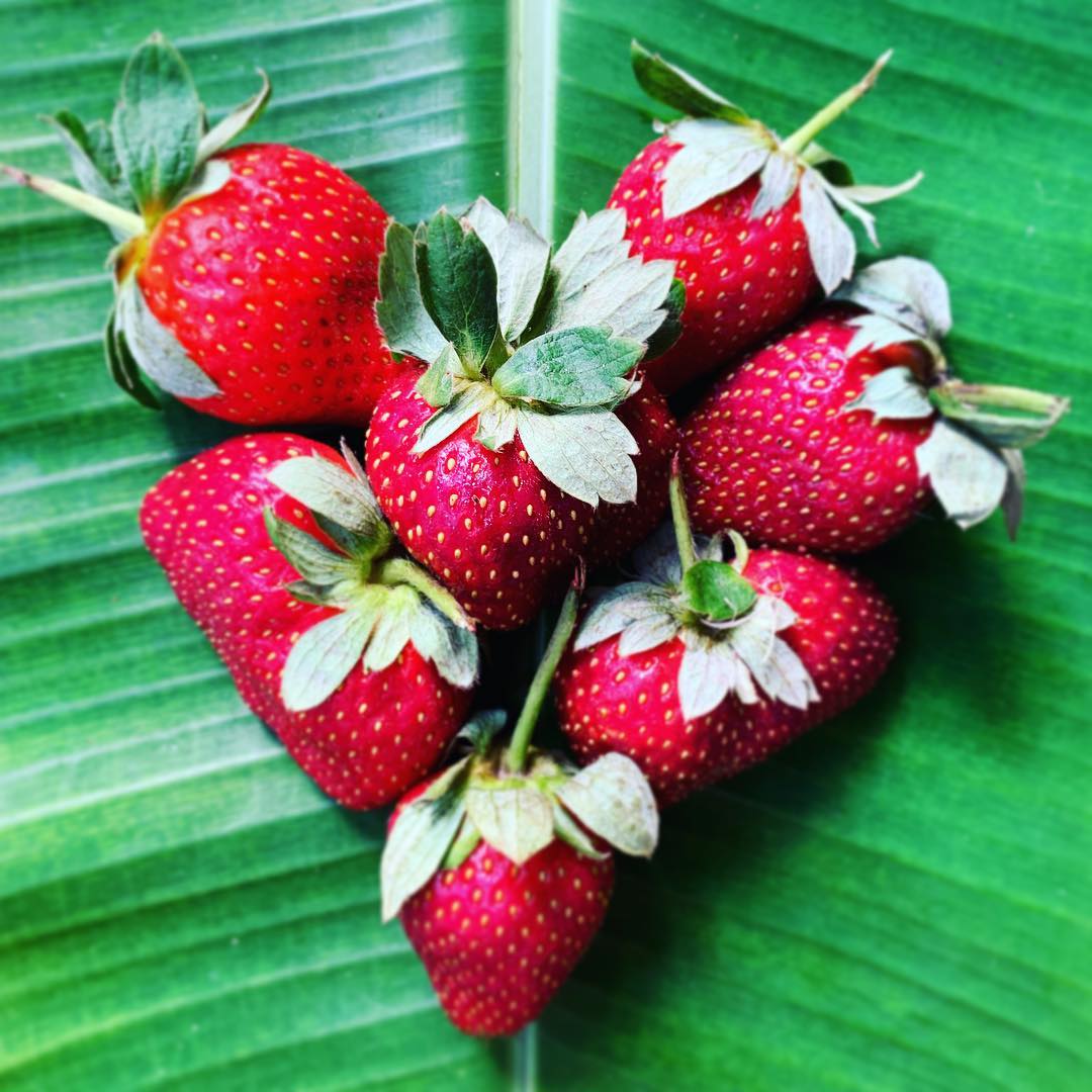 Strawberry Season Edible South Florida