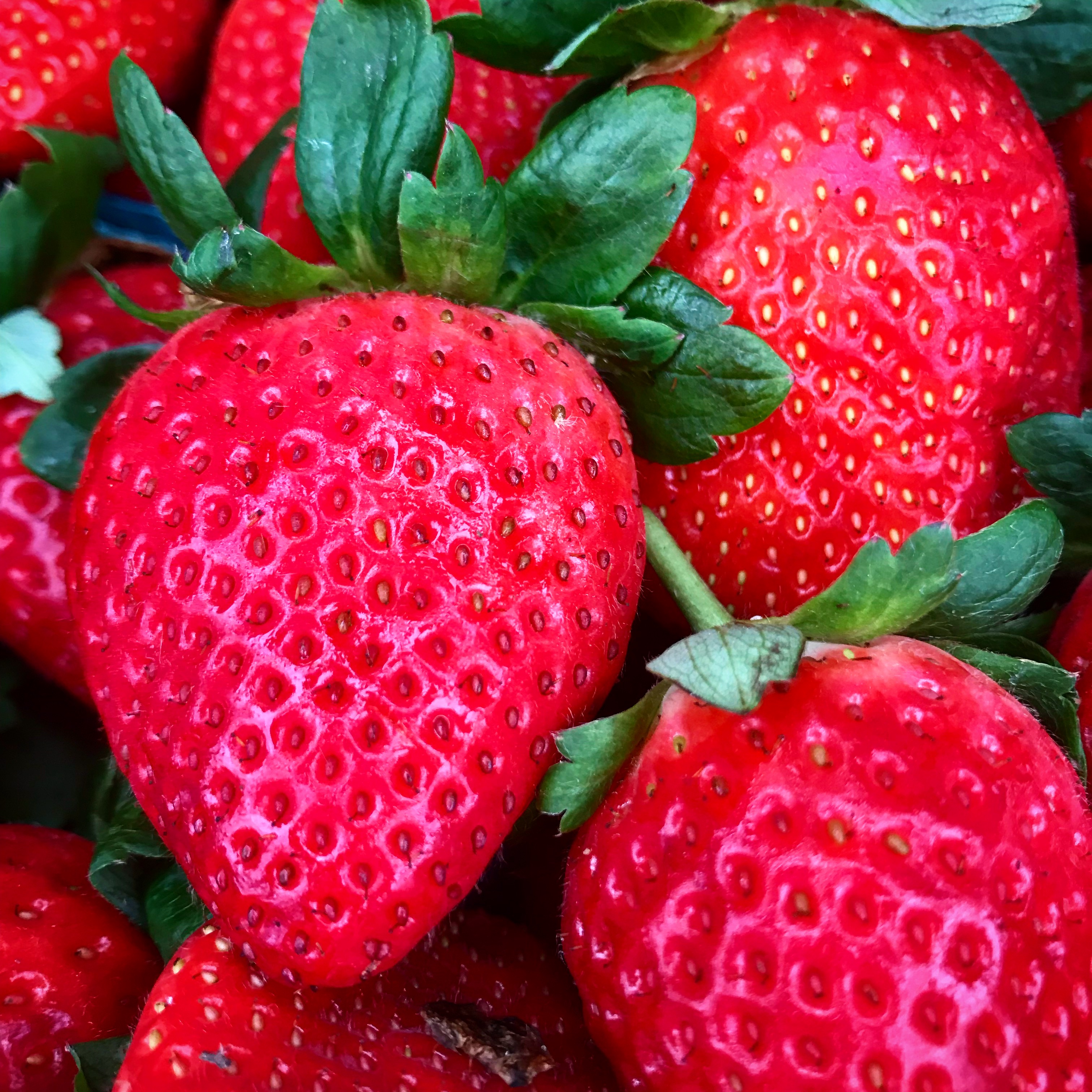 Sweet, Delicious Local Strawberries | Edible South Florida