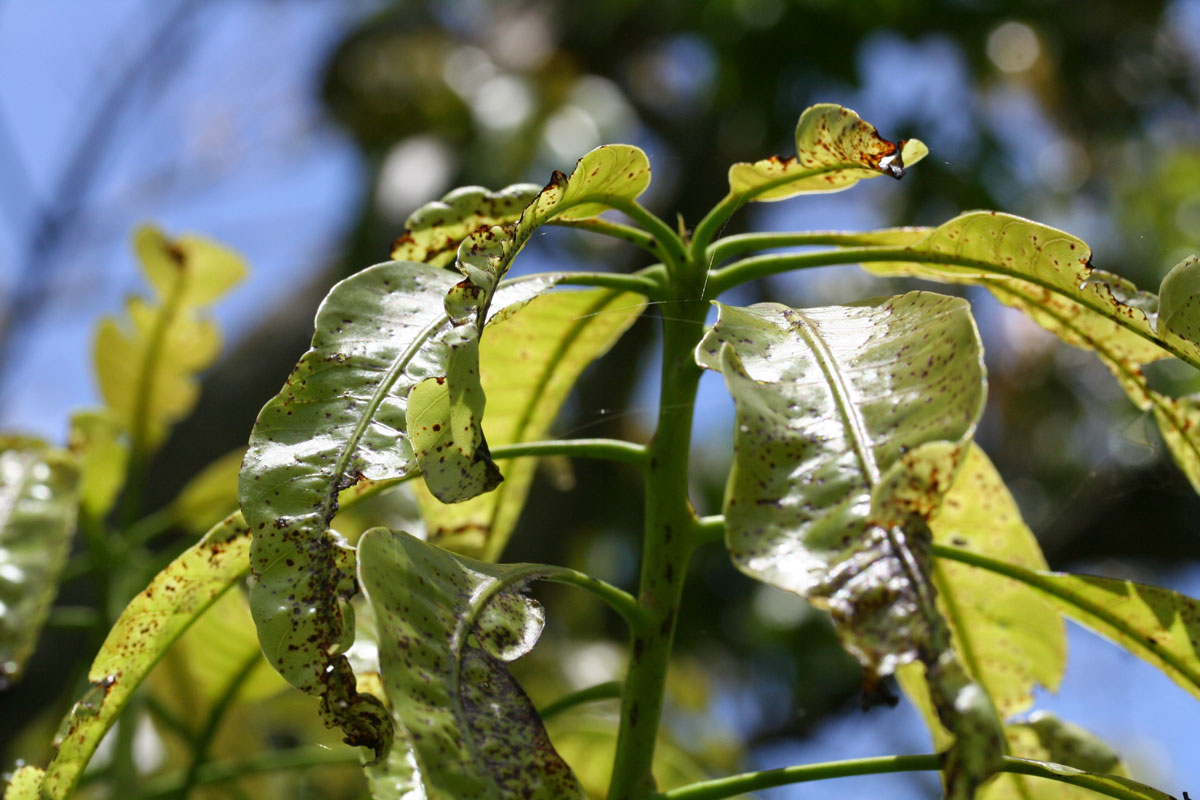 Anthracnose on mango leaves