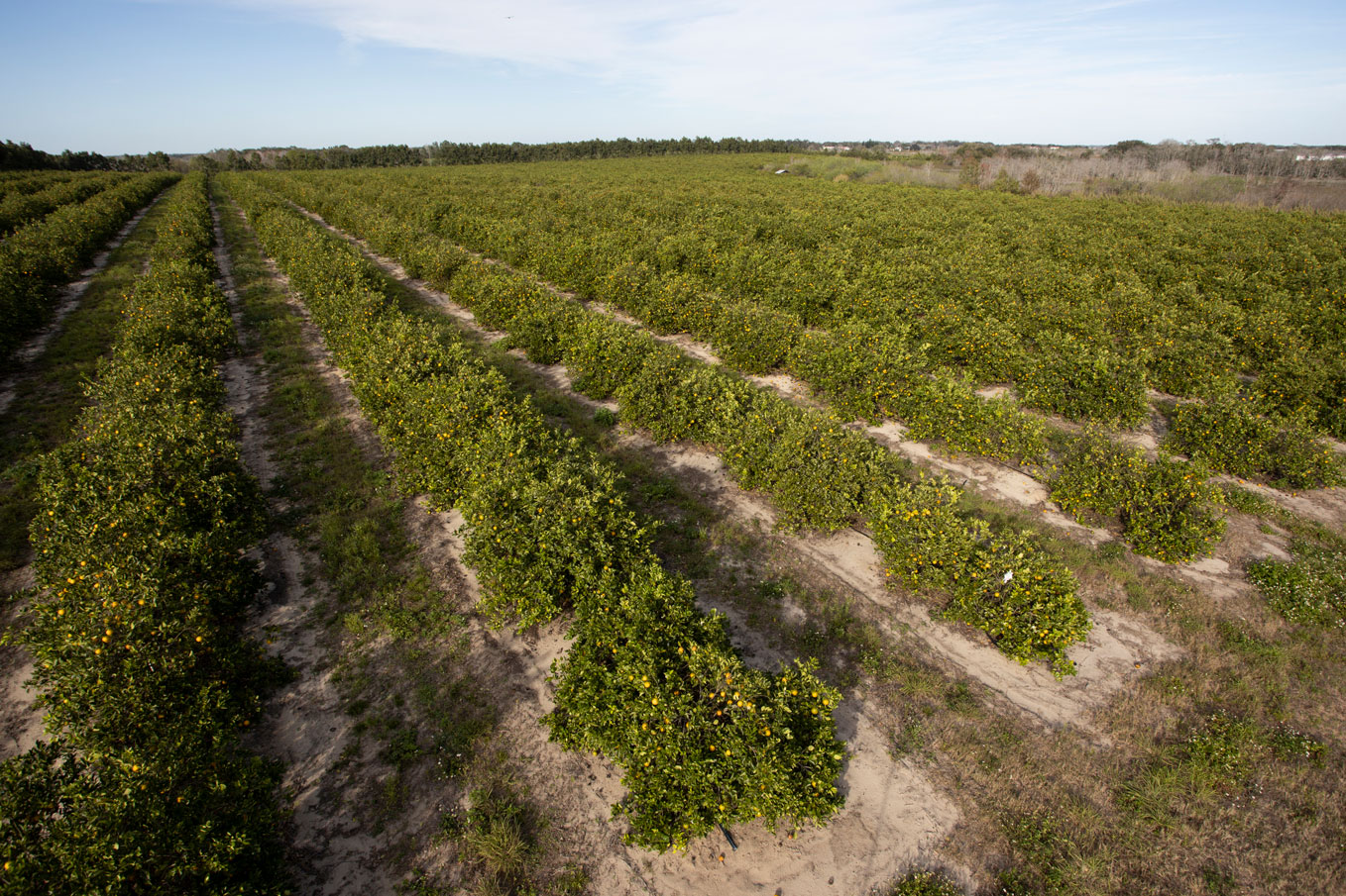Citrus groves {Photo: UF/IFAS)