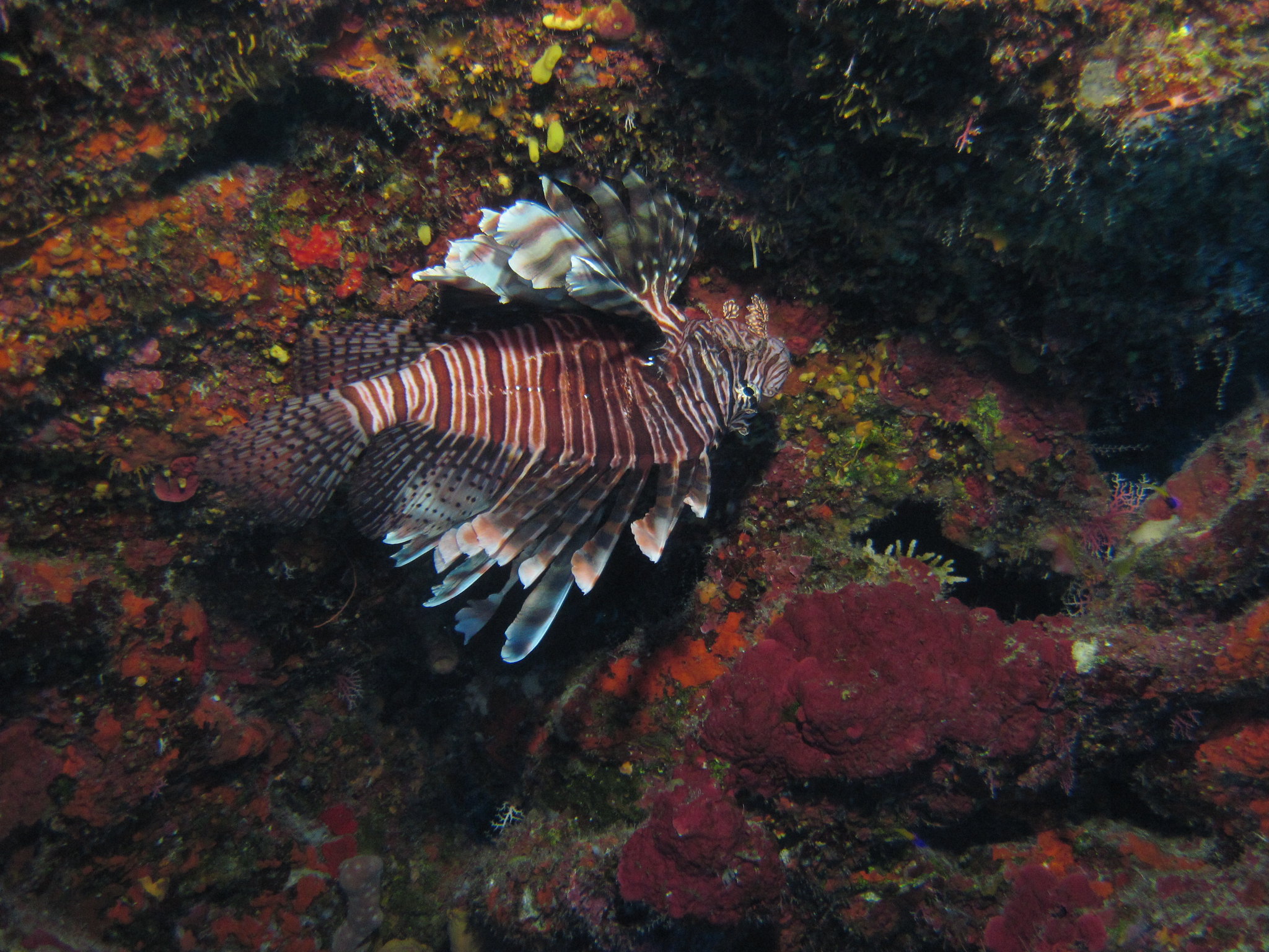 Lionfish in the Dry Tortugas