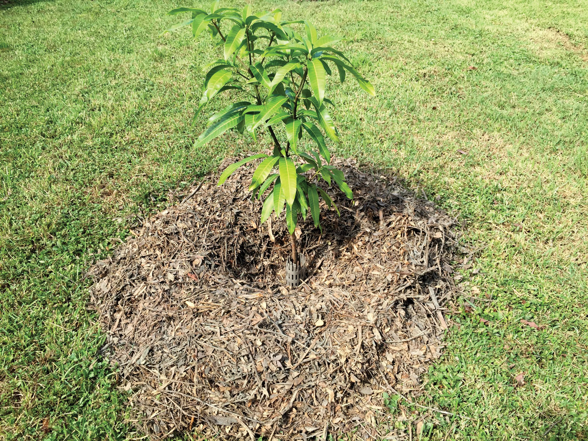 FL Okeechobee fertilizing trees in fall, fruit