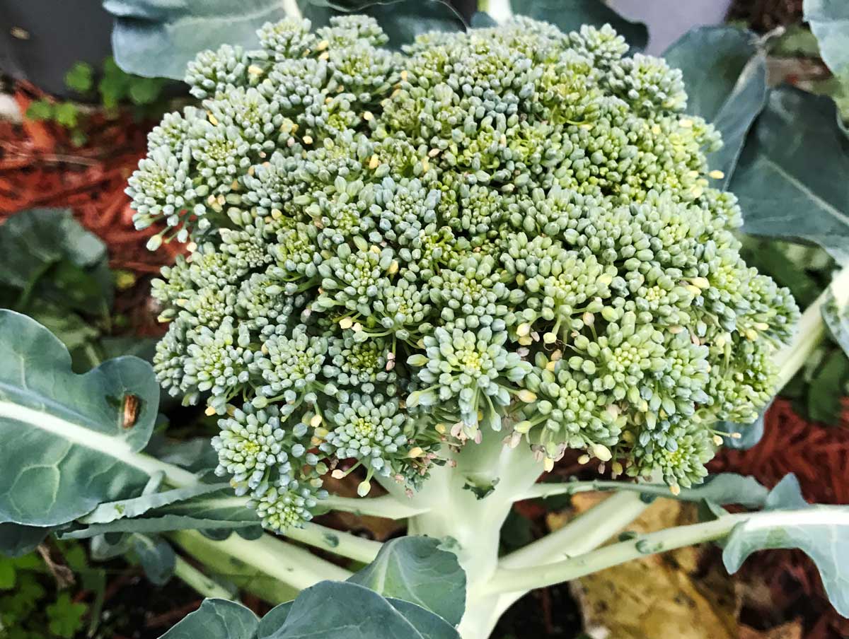 Backyard broccoli