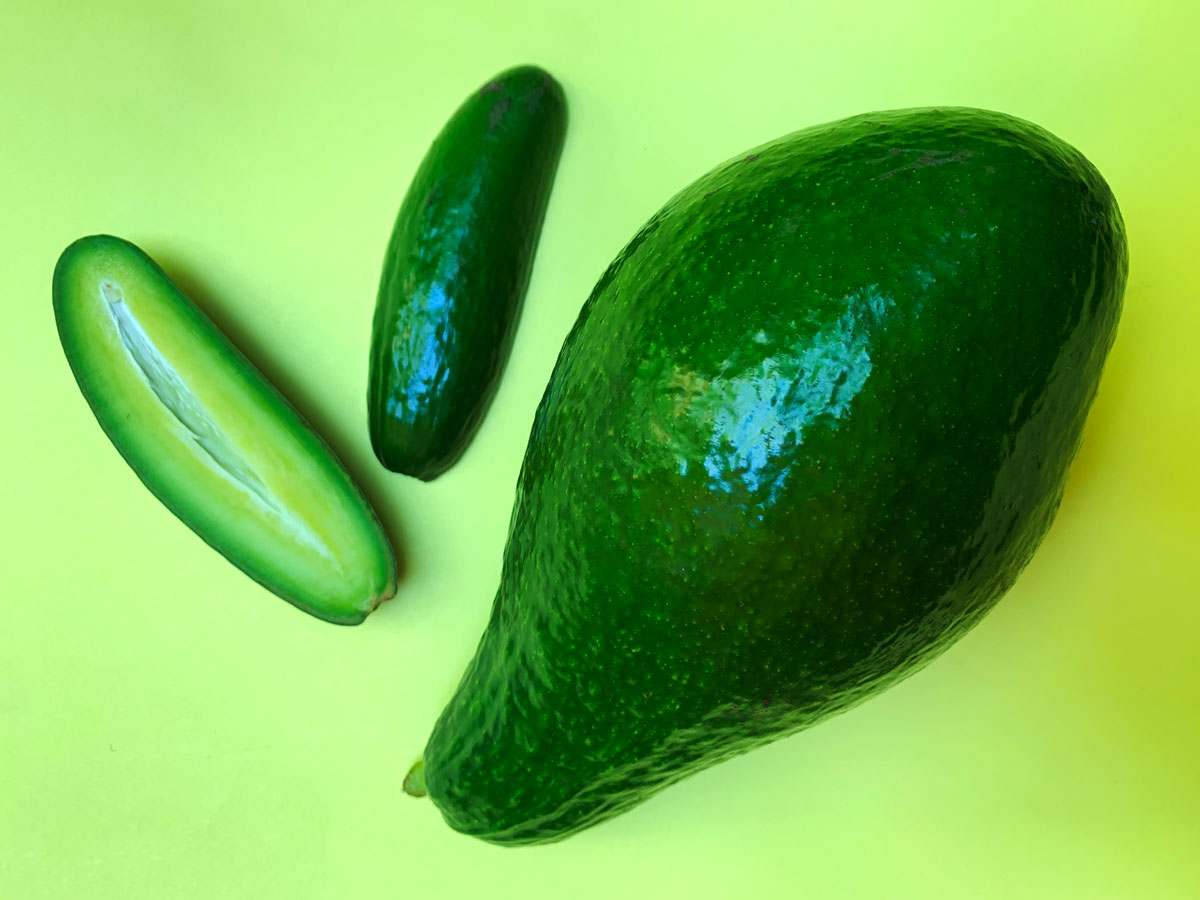 Pickle-sized avocado compared to mature fruit