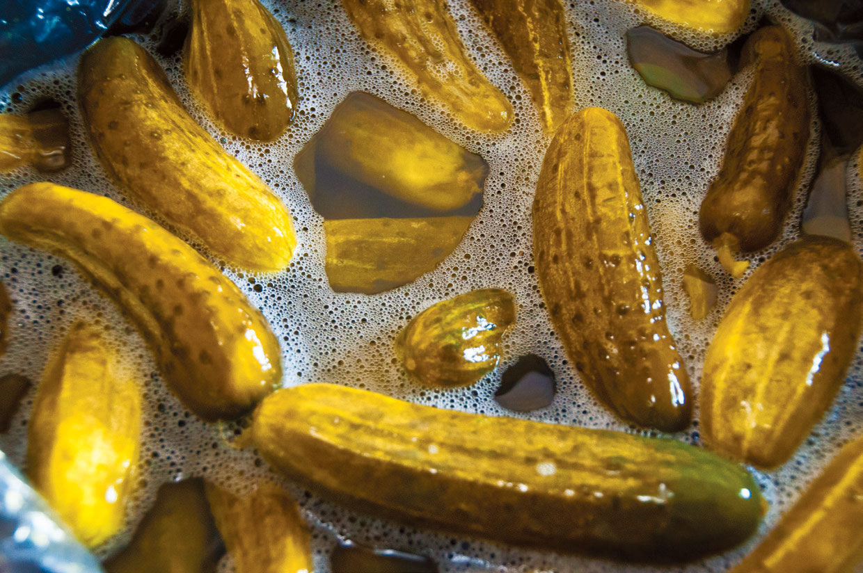 Dill pickles in brine