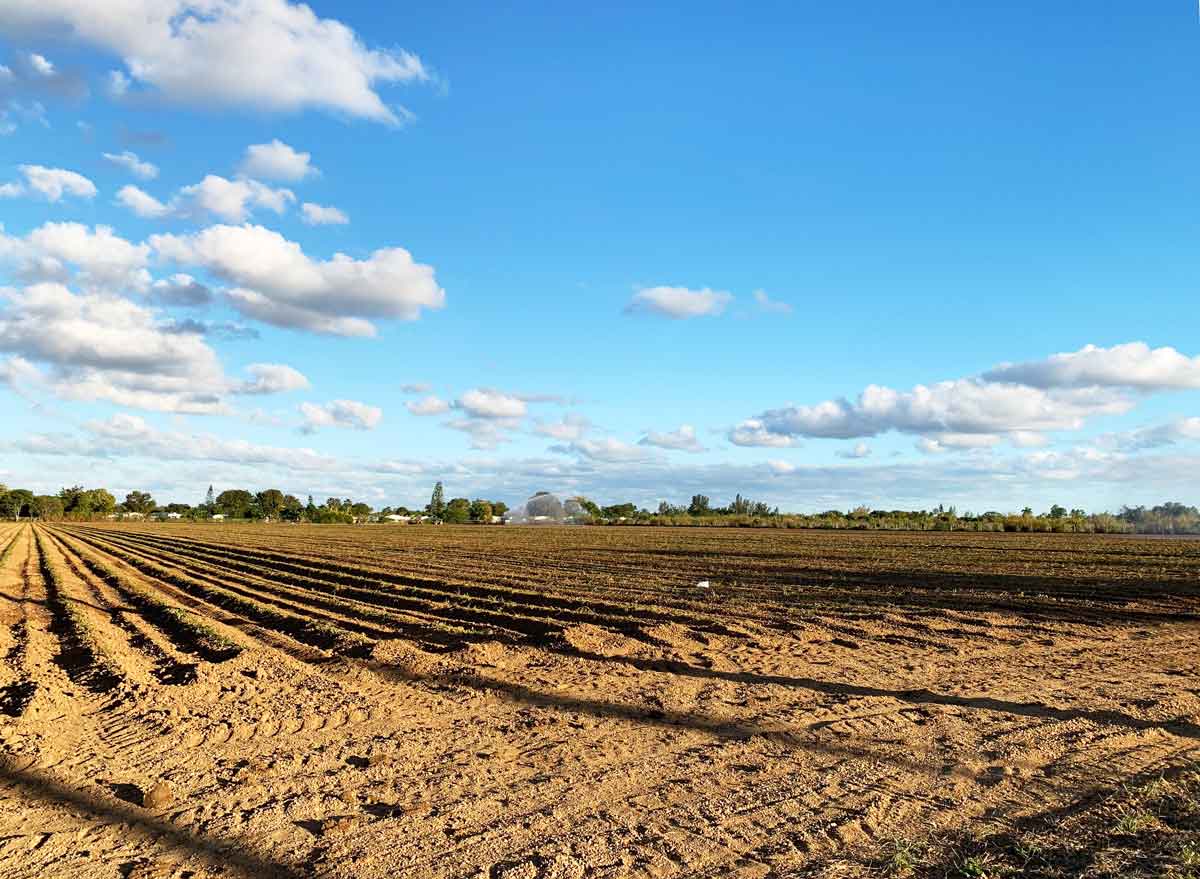 Field in South Dade's Redland agricultural district