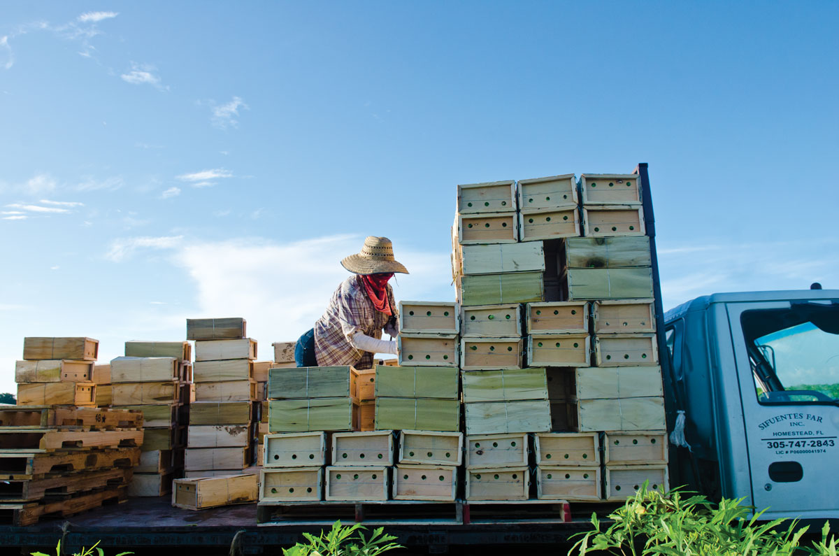 Loading okra in Homestead