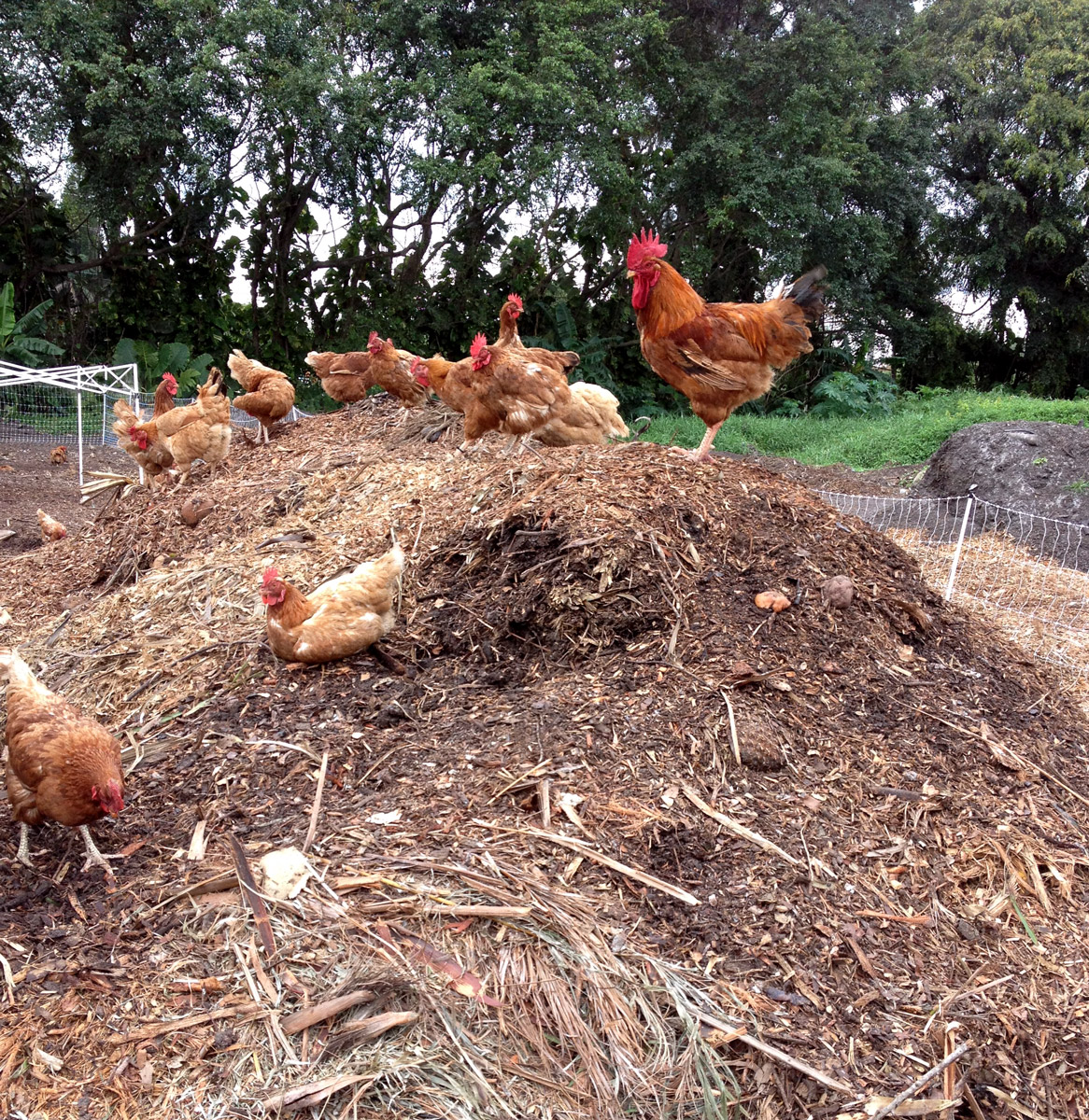 Cute Chicks! Raising Backyard Chickens in Quarantine | Edible South Florida