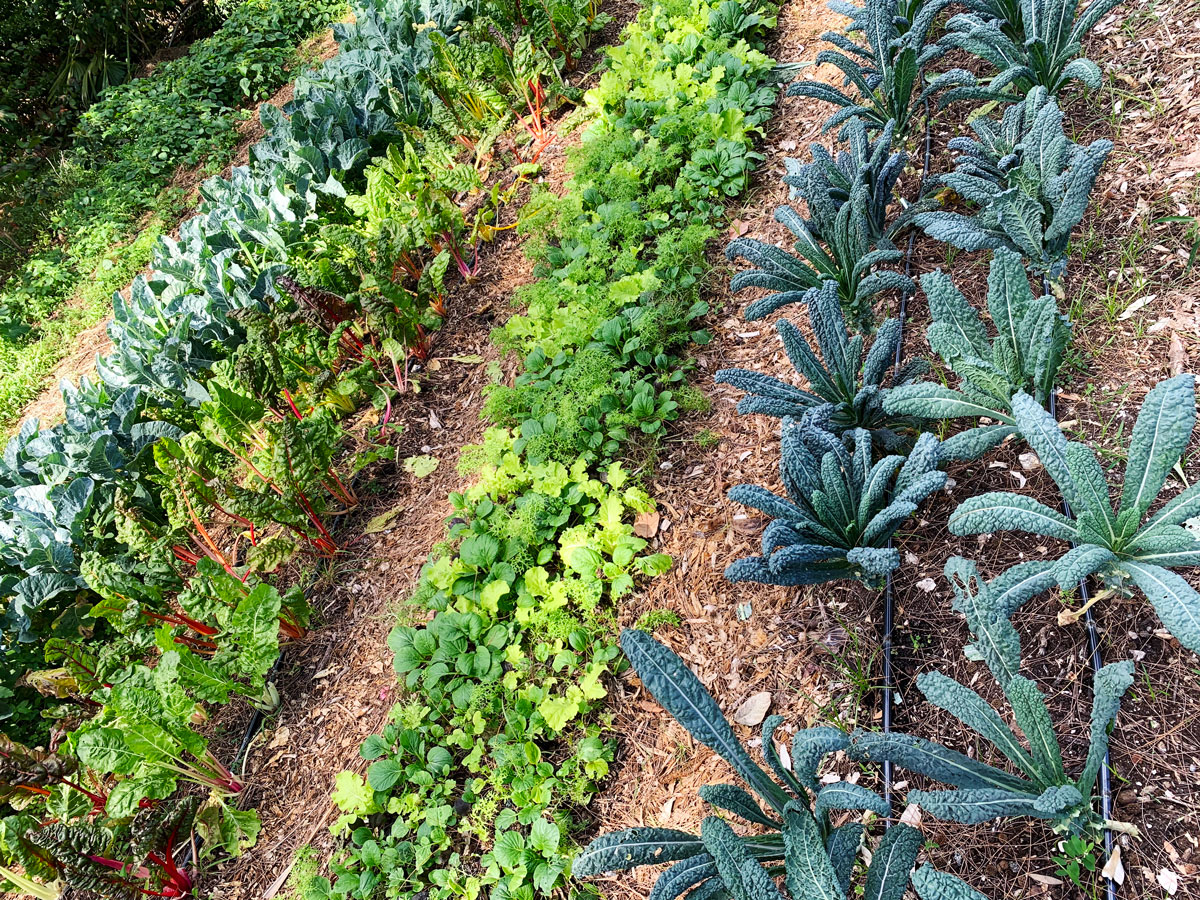 Kale, chard and greens at The Fruitful Field