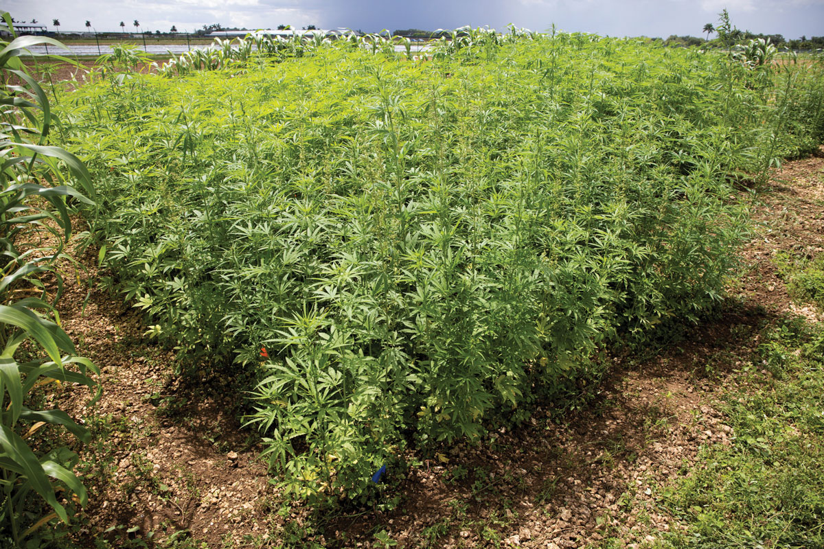 Overhead view of industrial hemp growing at a trial 
