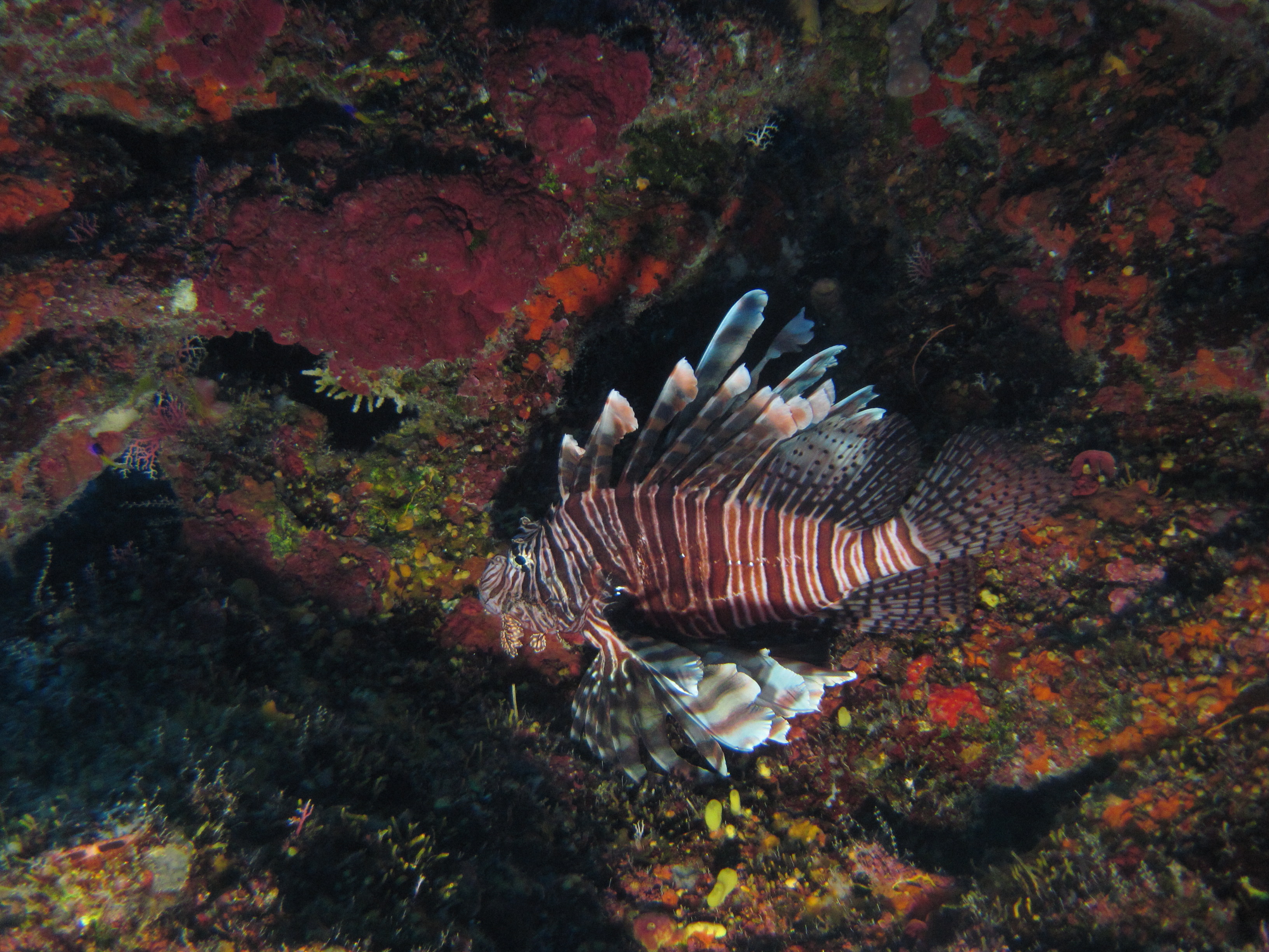 Lionfish