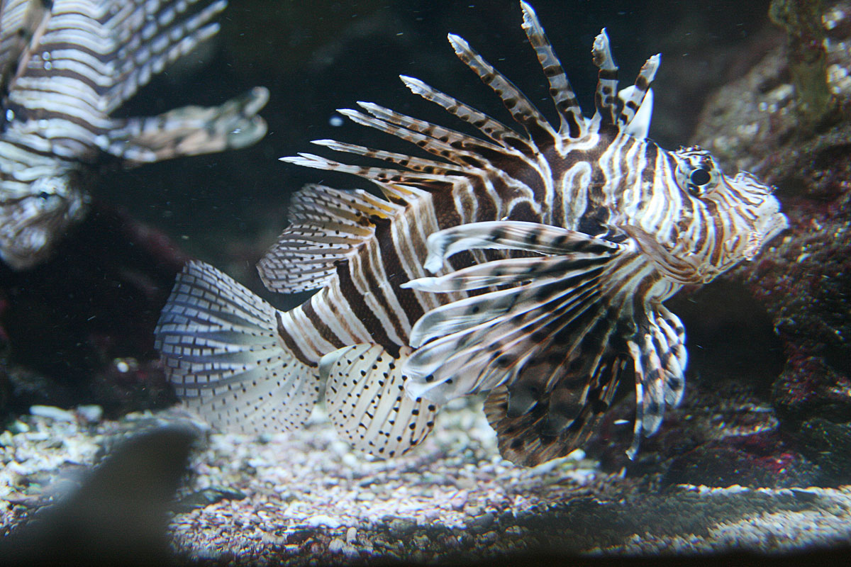 Lionfish in South Florida waters