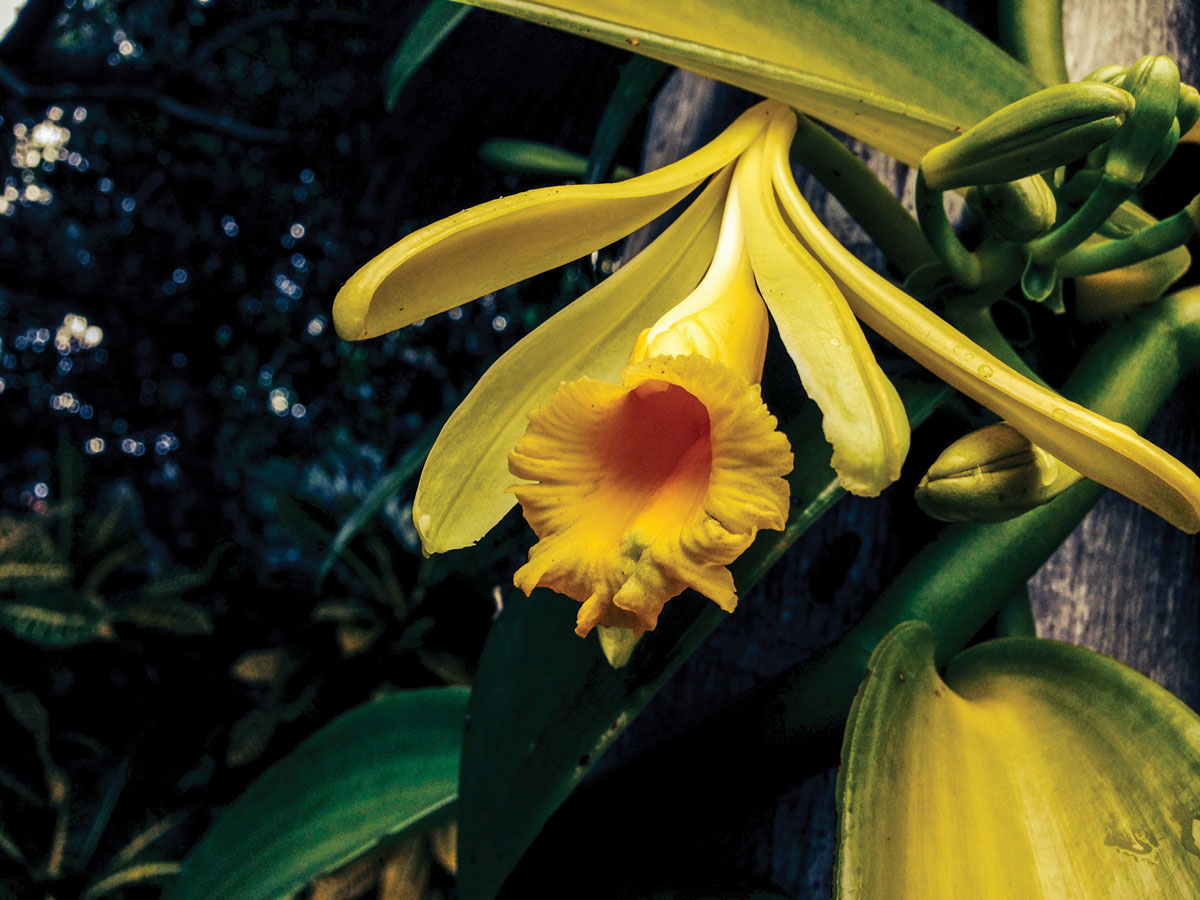 Vanilla orchid in bloom