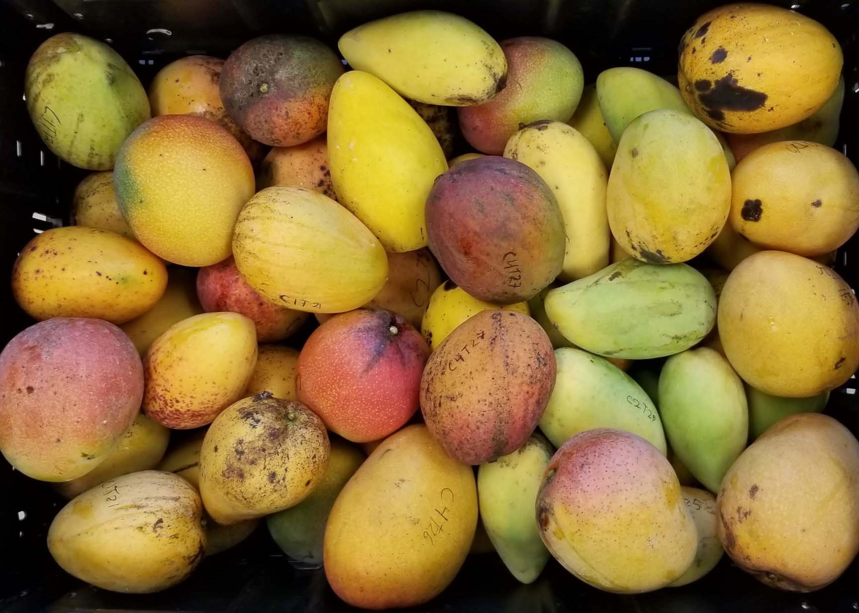 Mangos in the bin 
