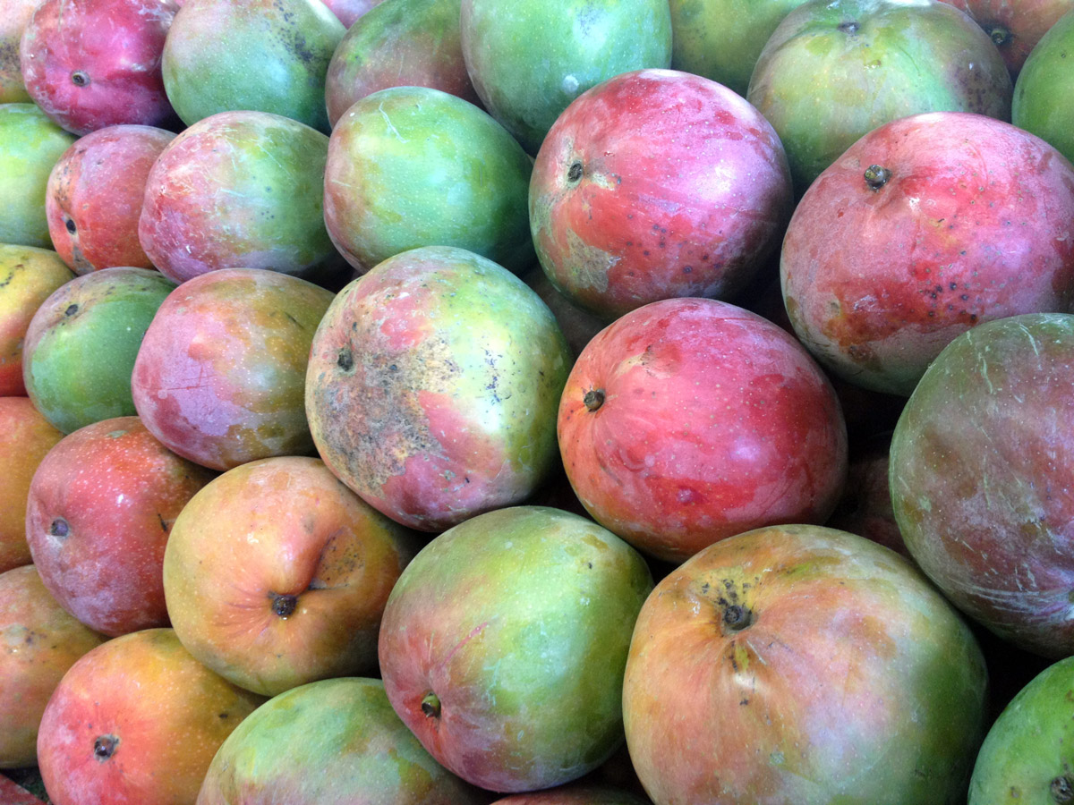 Say Hello to a New Mango Festival Edible South Florida