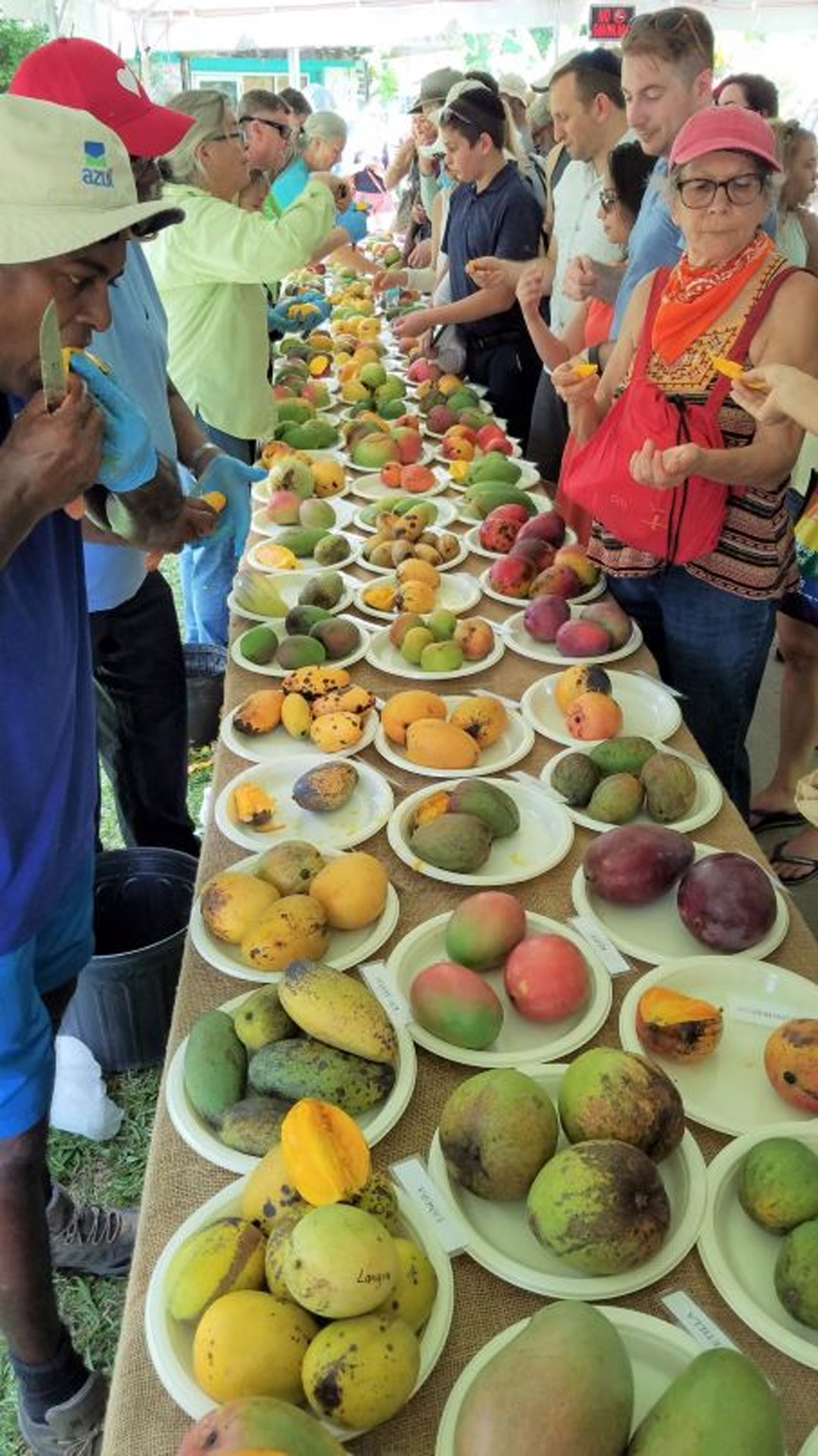 The Ultimate Mango Experience Mango Mania at Fruit and Spice Park