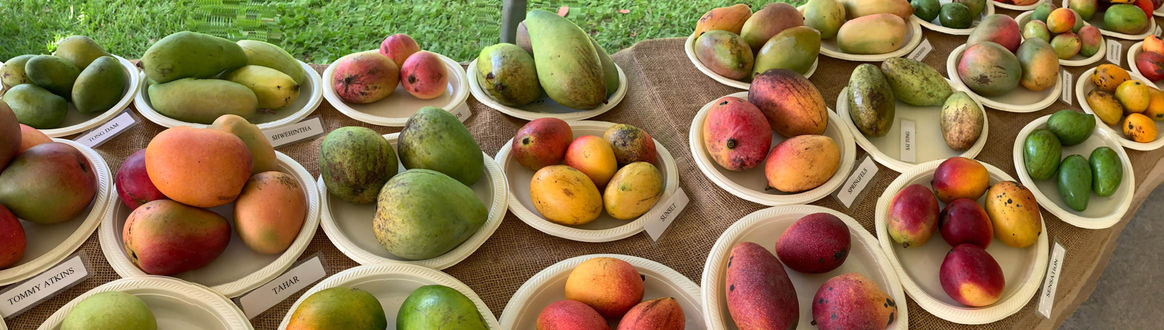 Mango cultivars at Fruit and Spice Park
