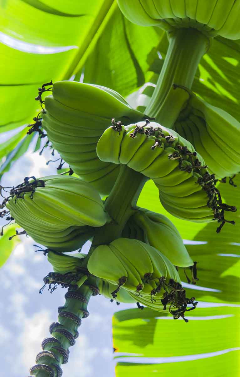https://ediblesouthflorida.ediblecommunities.com/sites/default/files/images/article/praying-hands-bananas.jpg