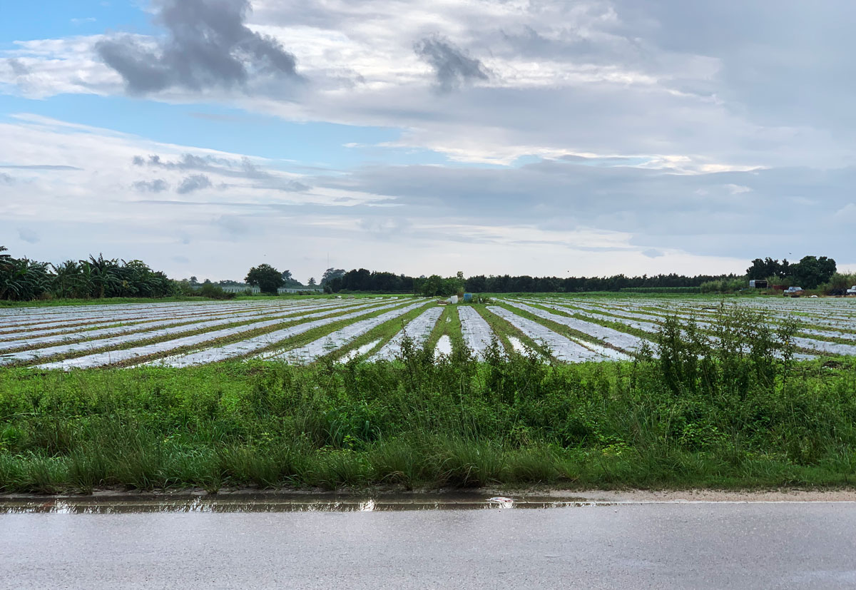 Waterlogged Redland farm