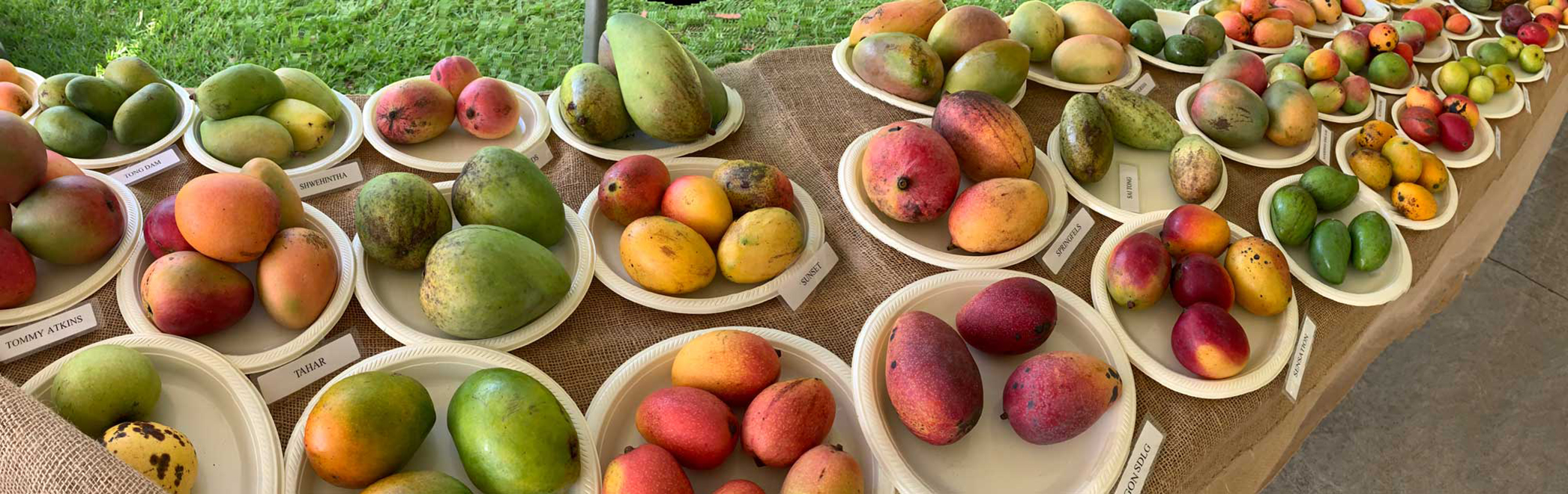 Mangos at Fruit and Spice Park