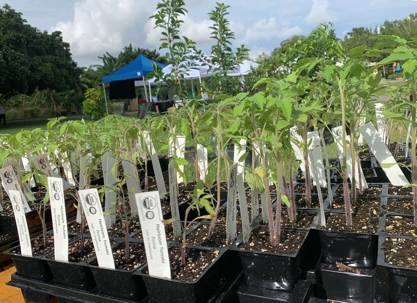 Heirloom tomato seedlings for sale at GrowFest!