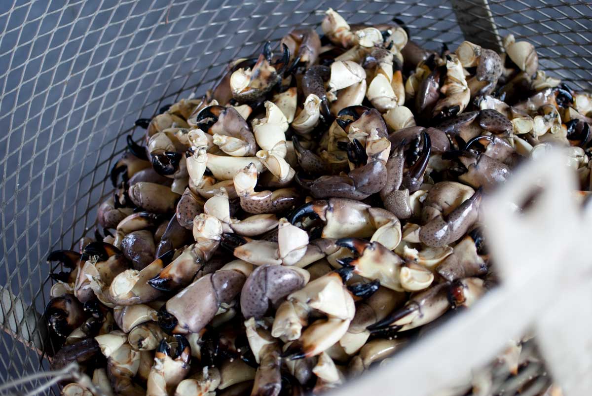 Freshly harvested stone crab claws in Everglades City