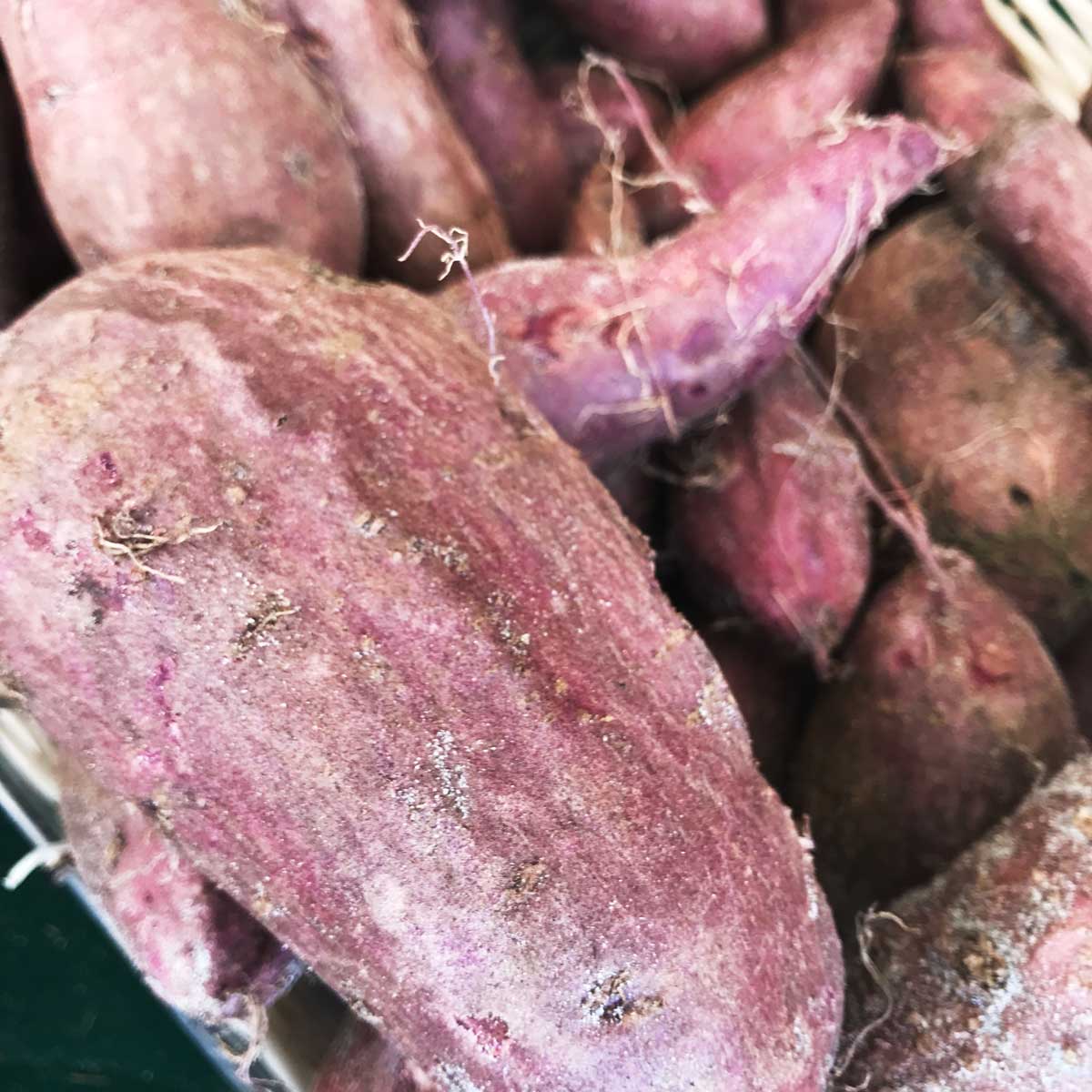 Sweet potato Edible South Florida