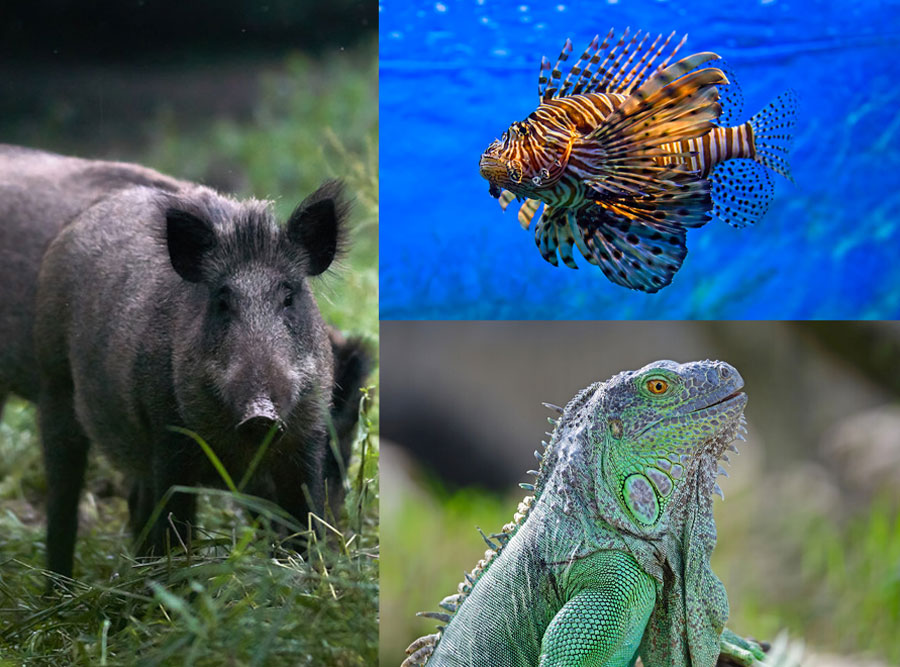 Feral hog, lionfish, iguana