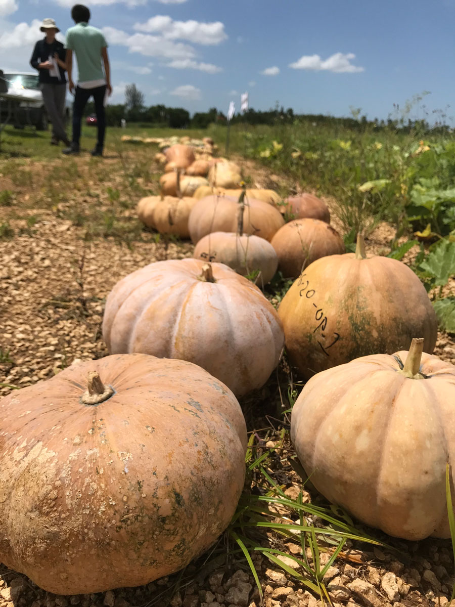 When to Plant Pumpkins in Florida 