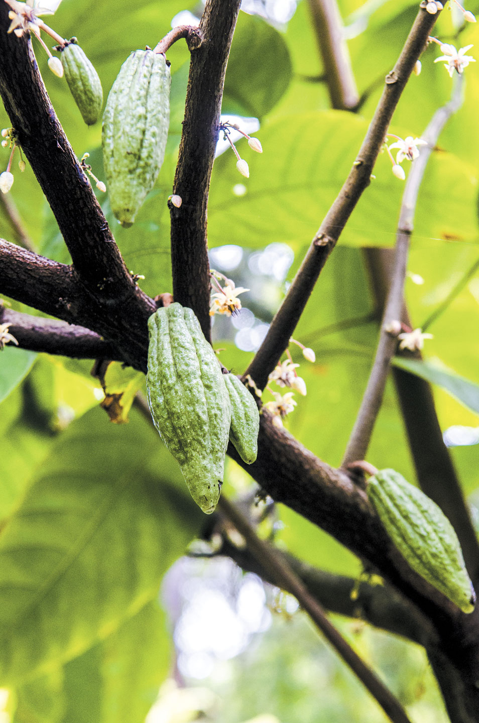 Cacao | Edible South Florida