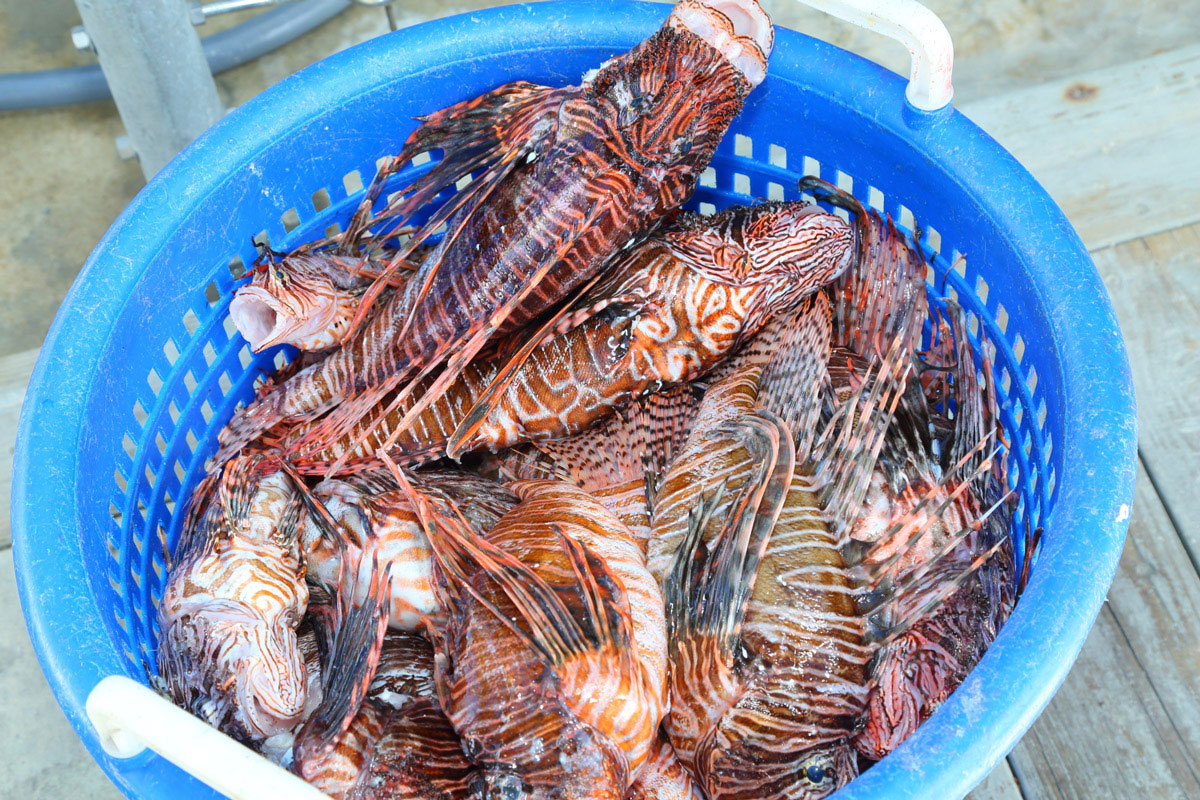 Invasive Lionfish Update Edible South Florida   Lionfish Three Hands Fish 