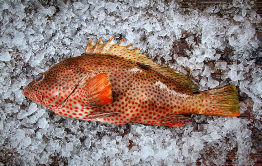 Strawberry grouper, Three Hands Fish