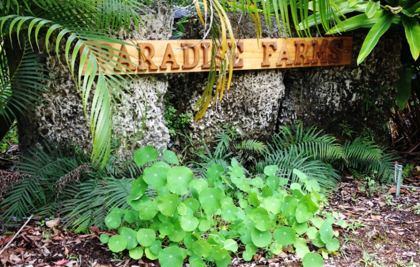 Paradise Farms in South Florida's Redland agricultural district