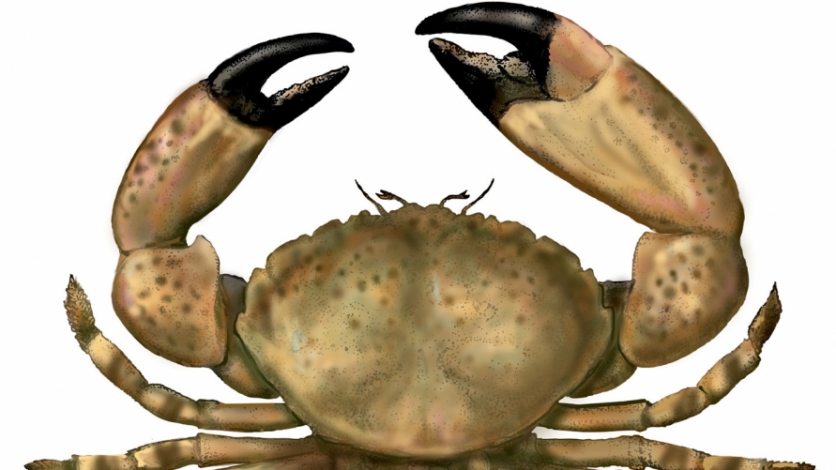 Florida stone crab