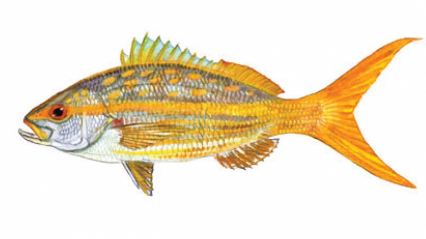 yellow snapper
