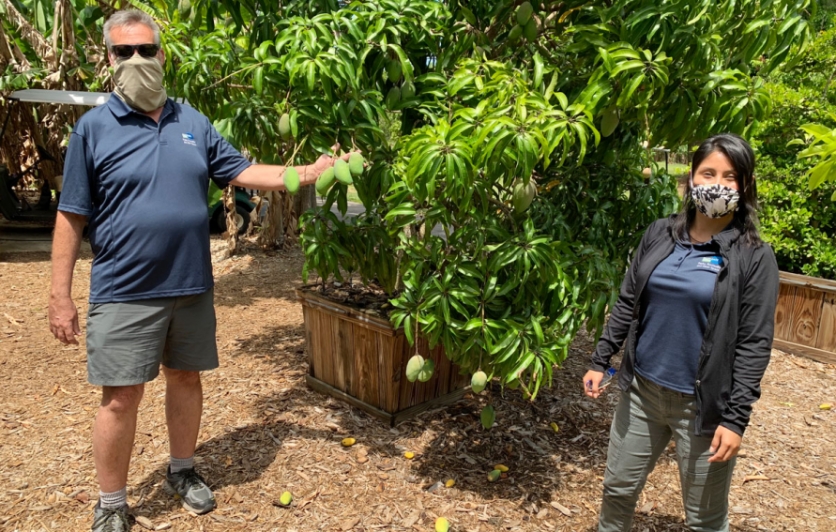 Mango tree at Fruit and Spice Park