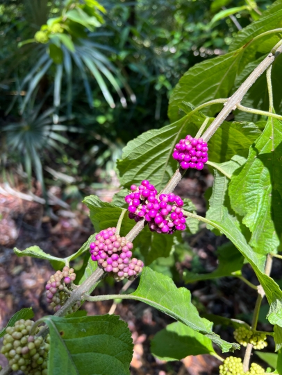 Beautyberry at Tropical Audubon