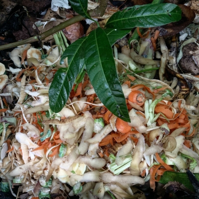 How to use peels, roots before they end up in the compost heap