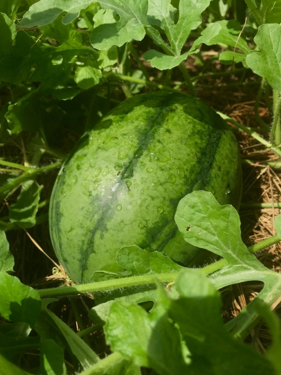 Watermelon at Grow2Heal garden at Homestead Hospital