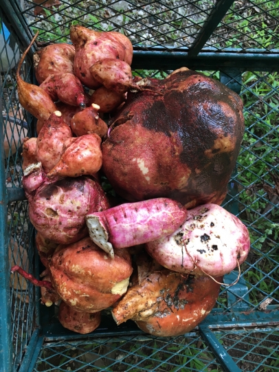 Sweet potato harvest