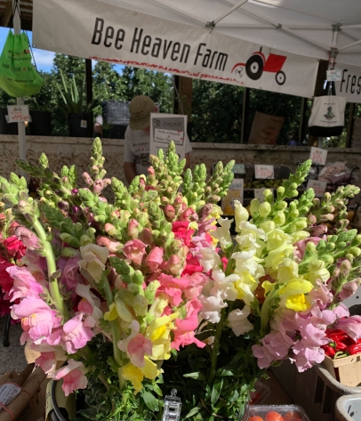 Snapdragon display from Bee Heaven Farm