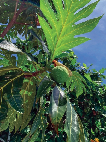 Breadfruit trees, seen here at Grimal Grove in Big Pine Key, are sensitive to cold temperatures.