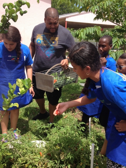 Food forest in Miami-Dade school 