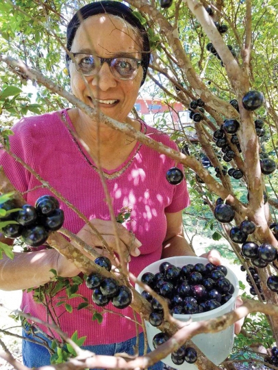 Gaby Berryer harvests jaboticaba fruits
