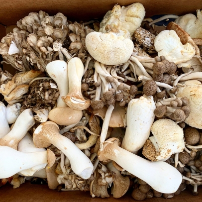 All About Mushrooms | Edible South Florida