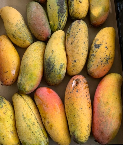 South Florida mangos
