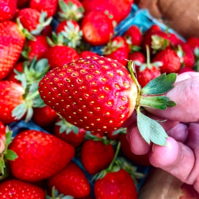 Fresh strawberry at Knaus Berry Farm