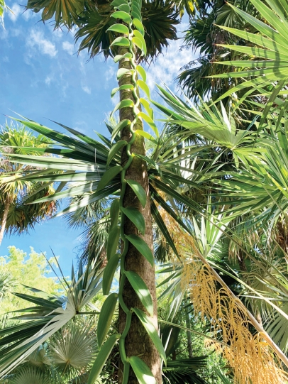 Vanilla orchid climbs up the trunk of a palm at Miami Beach Botanical Garden