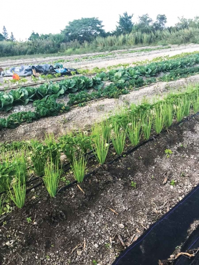Rows of onions and greens at Verde in Homestead